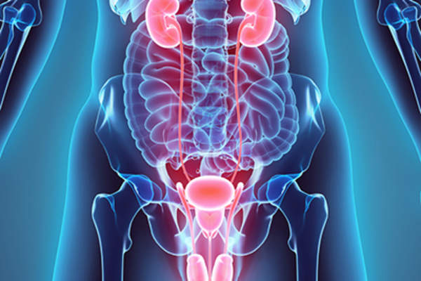 泌尿系统的医疗模式。