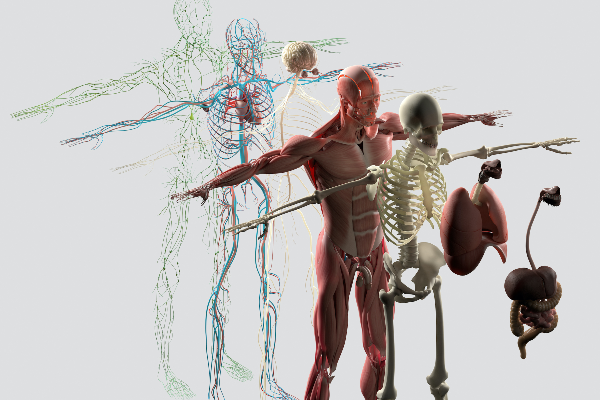 body systems