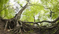 森林里一棵树的根。
