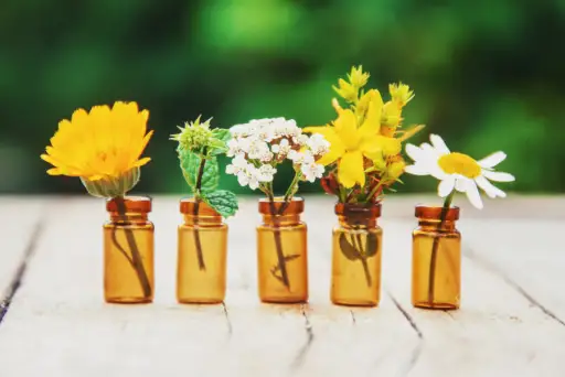 botanical extracts - flowers and plants in jars