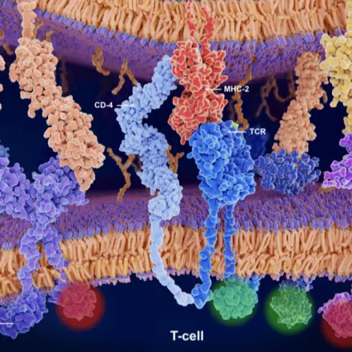 通过T细胞受体，CD4，B7-1，CD28，CTLA-4，PD-L1和PD-1激活/抑制T细胞的免疫应答