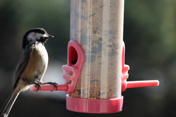 在馈线山雀的鸟。