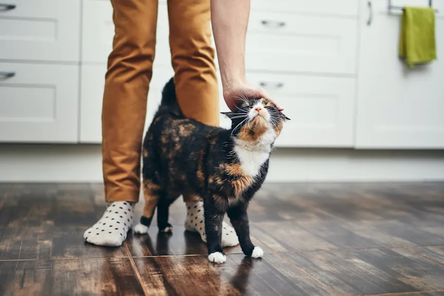 猫