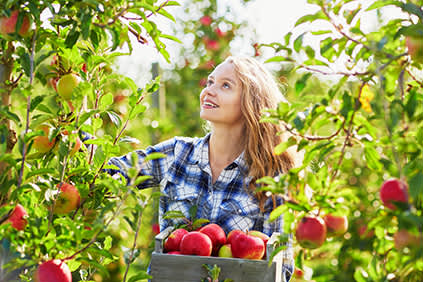 女人摘苹果，可以和溃疡性结肠炎一起吃。