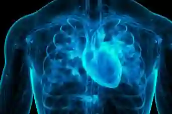 人类心脏的3D插图