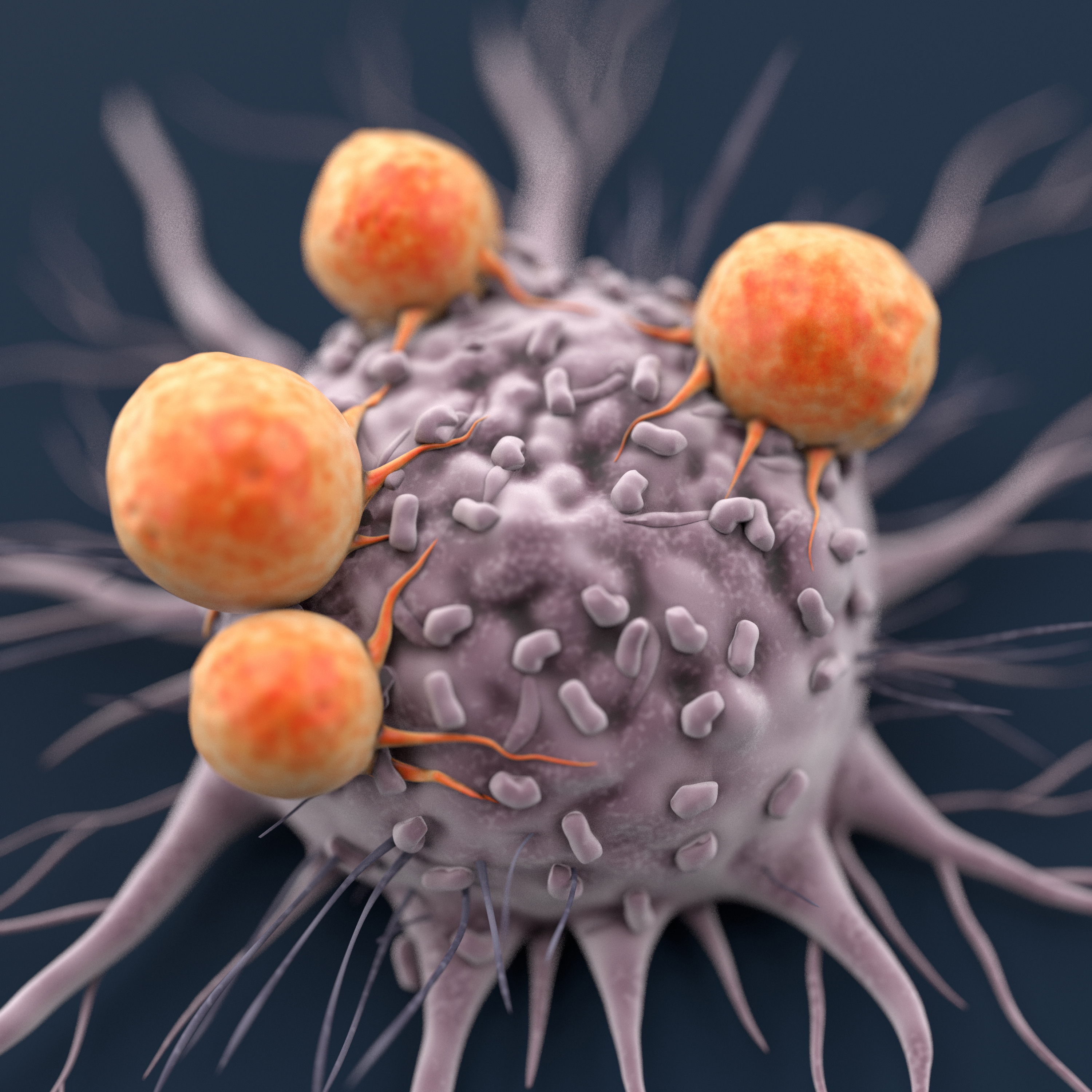 癌症细胞免疫细胞的攻击