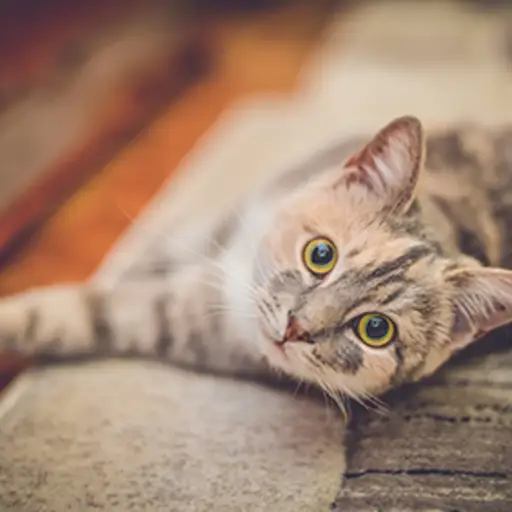 宠物猫触发与宠物剥皮的慢性荨麻疹。