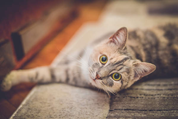 宠物猫因宠物皮屑引发慢性荨麻疹。
