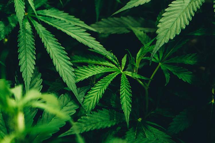 大麻植物