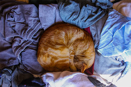 猫在洗衣房睡觉。