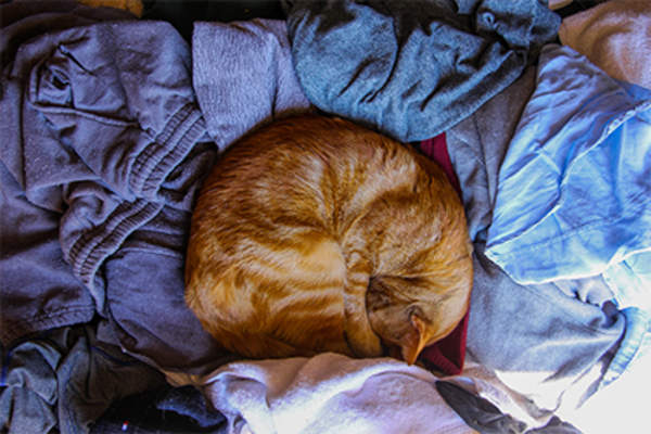 猫睡在洗衣服。