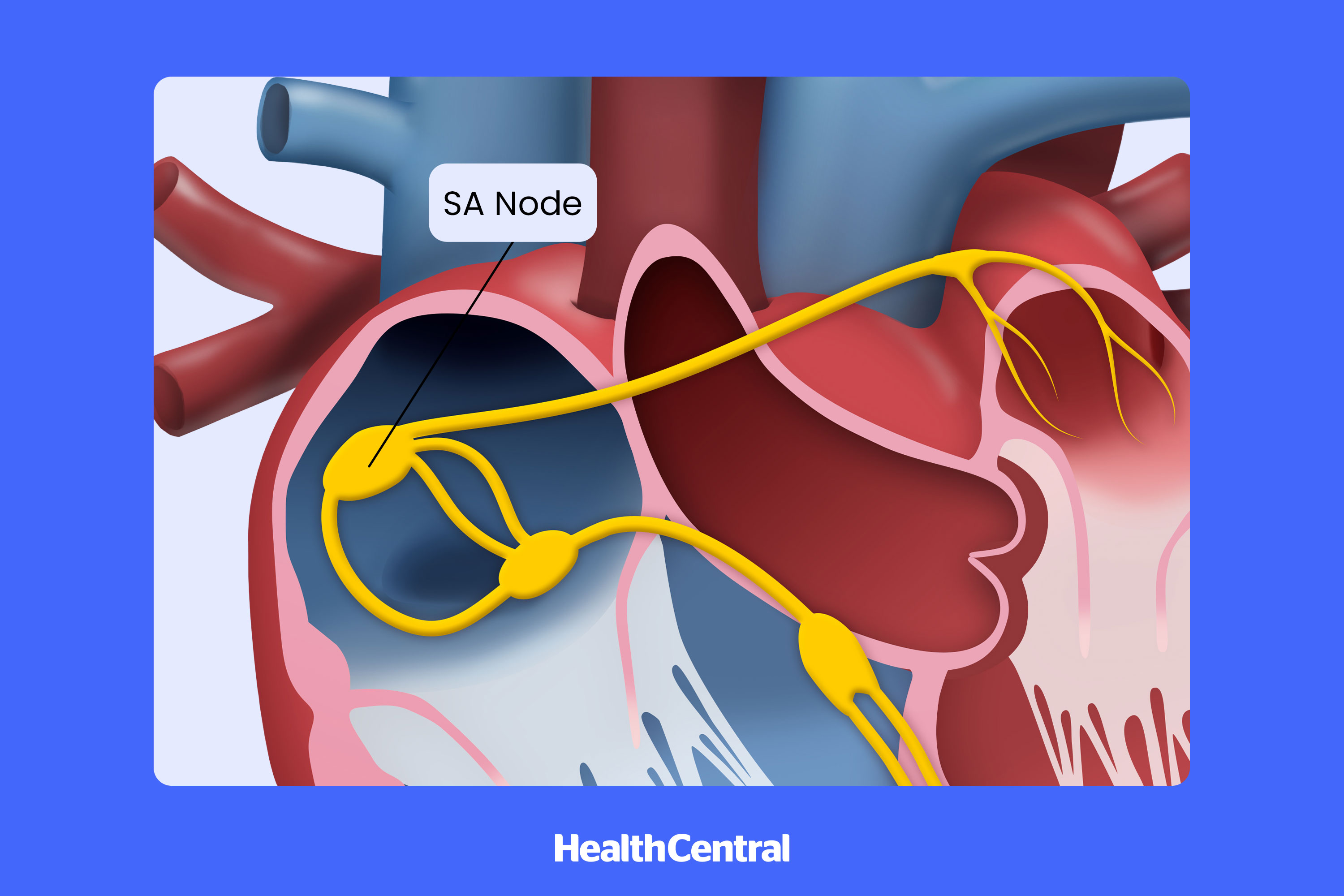 Conduction System Of The Heart Animation