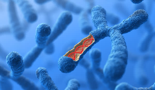 染色体。DNA