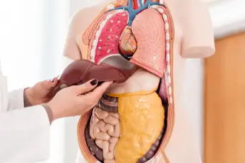 肝脏解剖学