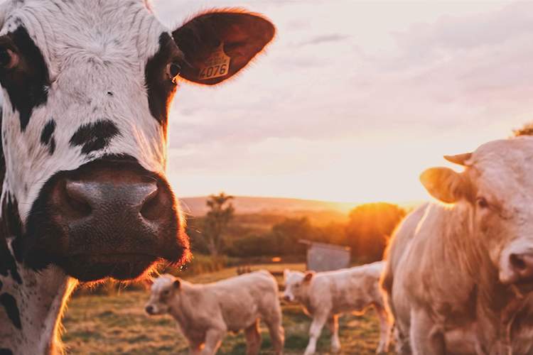 农场里的奶牛。