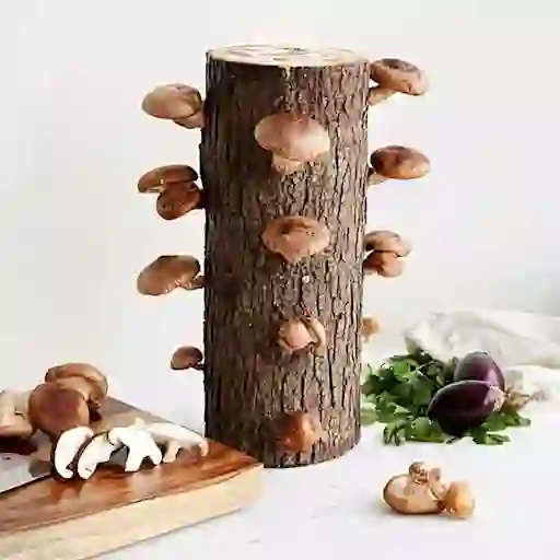 蘑菇套装由uncommongoods.com提供