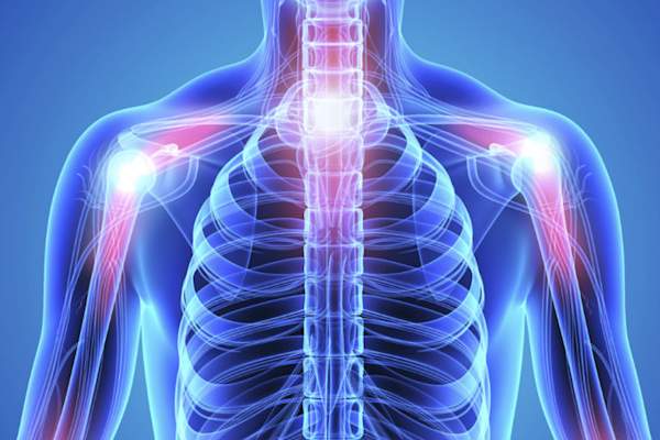 骨骼系统的躯干