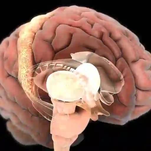 突出显示神经系统的大脑的3D插图