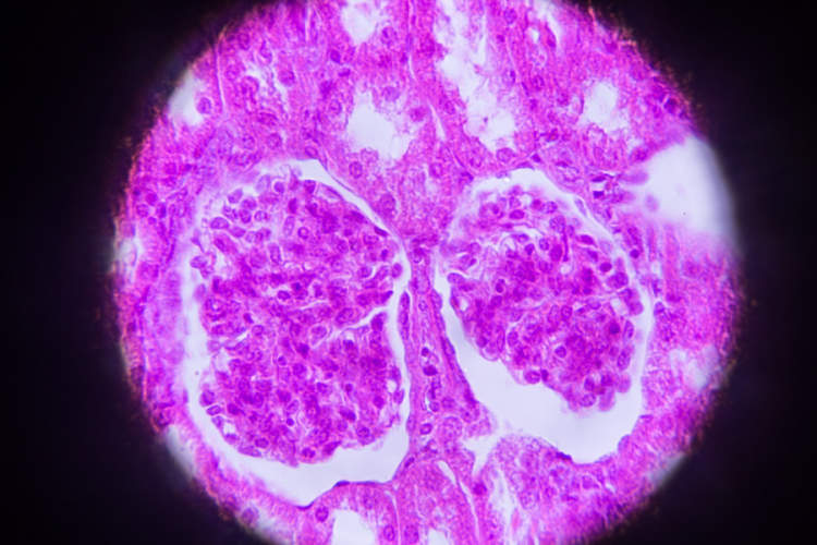 显微镜下的肾横截面