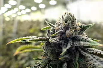 生长在仓库的商业大麻植物