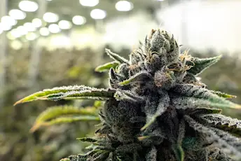 生长在仓库的商业大麻植物