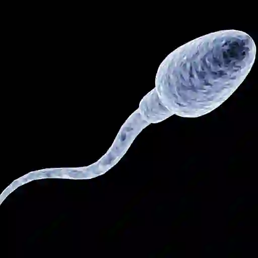 精子