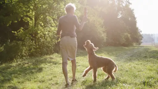 一个带着她的狗散步的女人，为她的爆发做了一个计划。