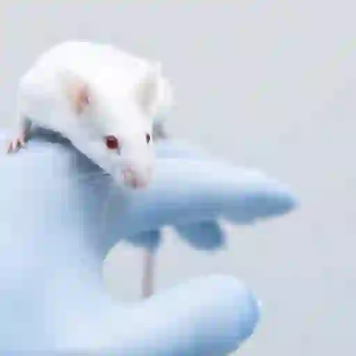 lab mouse image