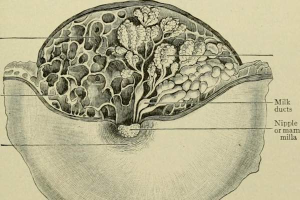 牛奶管道插图在解剖学教科书和生理护士