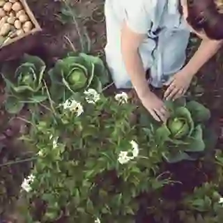 Woman gardening.