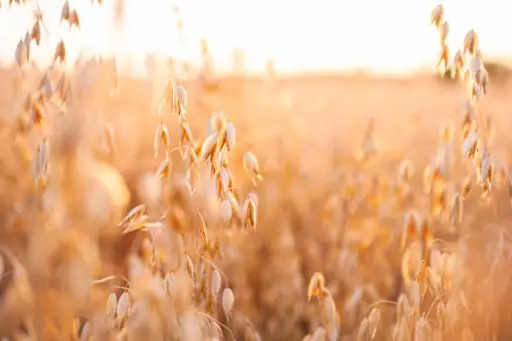成熟燕麦领域在夏天日落