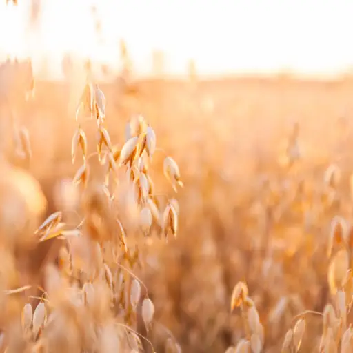成熟燕麦领域在夏天日落