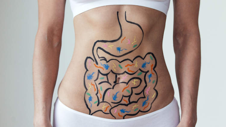 女性胃部的消化道。