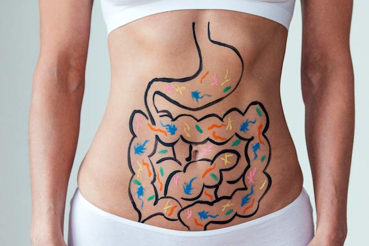 女人胃上的消化道。