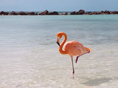 粉红色的火烈鸟在海滩的水里