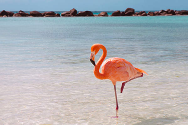 粉红色的水火烈鸟在海滩