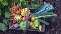 篮子包含花园秋季收割的蔬菜。
