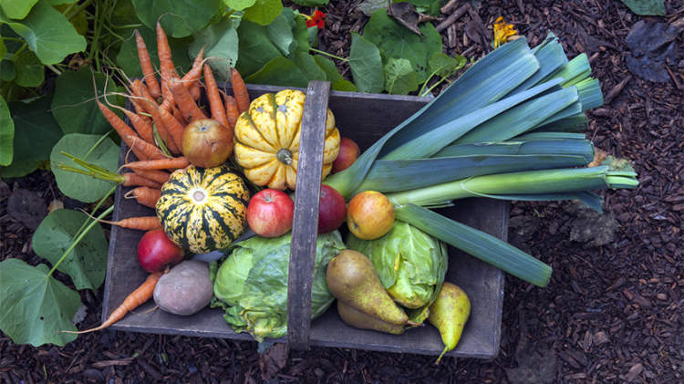 装着秋收蔬菜的篮子。