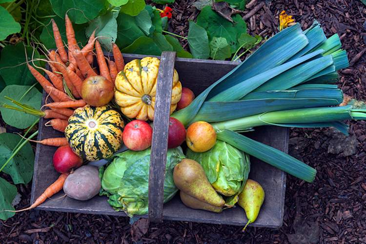 装着秋收蔬菜的篮子。