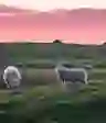 绵羊在草地上放牧