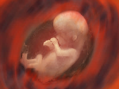 人类胎儿。