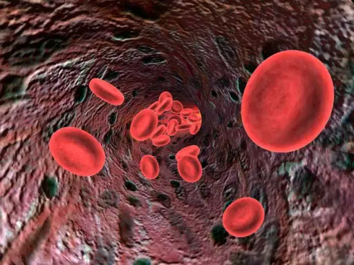 红血球流经动脉。