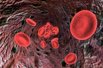 流经动脉的红细胞。
