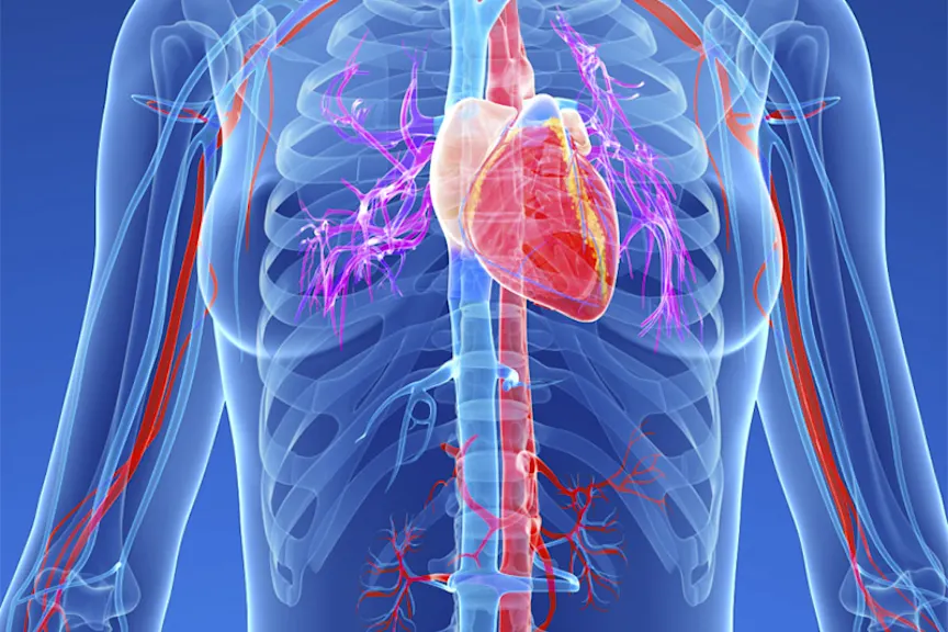 circulatory torso