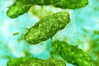 改善你的微生物群的10种方法