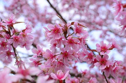 Fibromyalgia: 10 Ways to Relieve Springtime Sinusitis