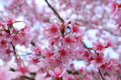 春天的花朵可能会引发鼻窦炎。