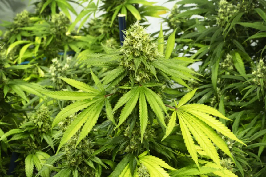 大麻植物。