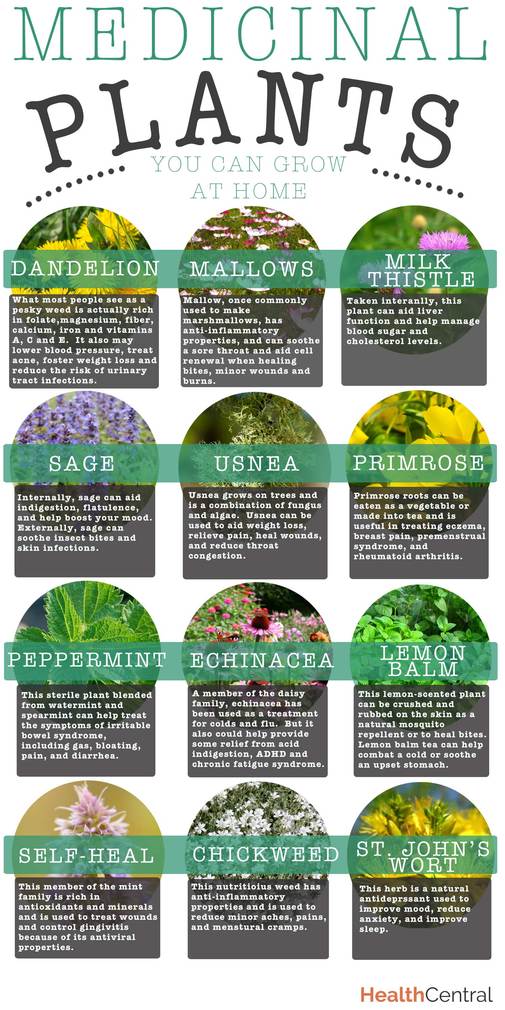 medicinal-plants-you-can-grow-at-home-infographic-diet-exercise