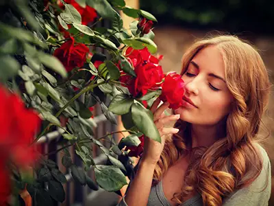 妇女嗅到的玫瑰。